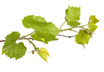 young vine grapes. isolated on white background
