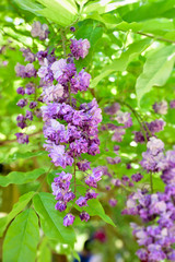 Fototapeta na wymiar Double flower of wisteria