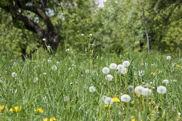 Blooming dandelions, summer field flowers