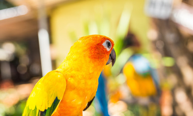 Colorful yellow parrot Sun Conure, Aratinga solstitialis