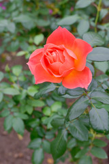 Orange rose
