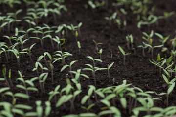 small vegetables
