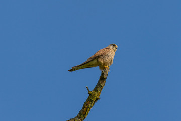 Kestrel (Falco tinnunculus) sitting on a branch