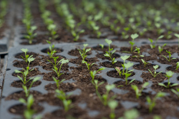small vegetables