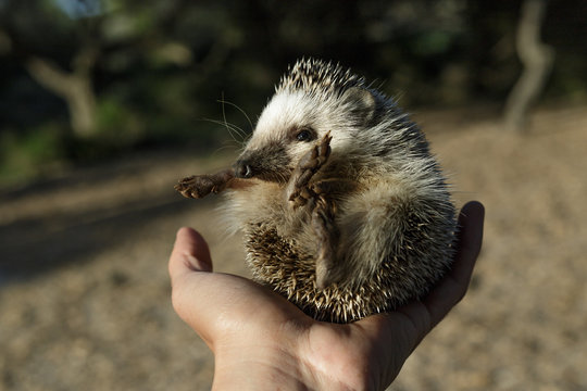 Hands holding a hedgehog