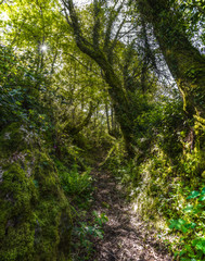 Ancient path on the Camino de Santiago