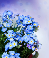 A bunch of forget me not flowers