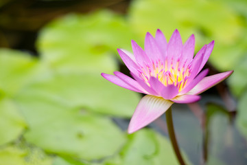 Fototapeta premium Water lily