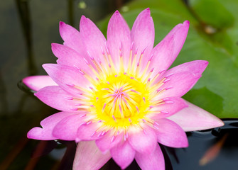 Lotus Blossom with Lily Pad