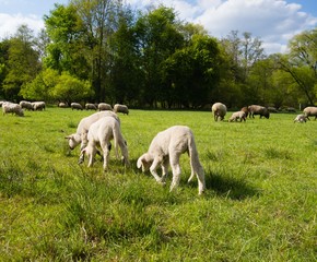 Fototapeta premium Lämmer auf der Weide