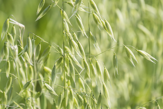 Unripe Oat harvest, green field