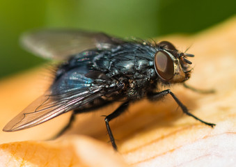 Basking Fly