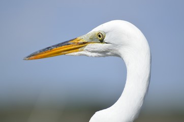 Great White Egret
