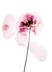 Obraz premium Suche, sprasowane kwiaty maku