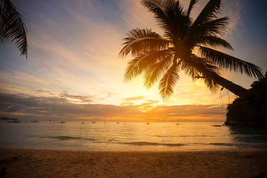 Palm tree leaves over sunset