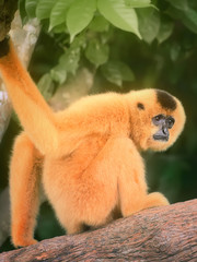 Yellow-cheeked gibbon female, Nomascus gabriellae 