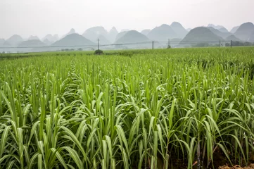 Foto auf Glas Lush green fields with oddly shaped Karst mountains in the background at Yangshuo, near Guilin, Guangxi province, China © MediaNation.online