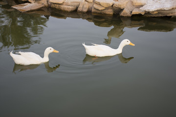 White Ducks