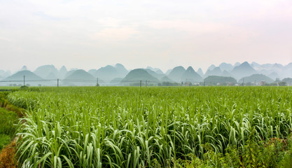 Lush green fields with oddly shaped Karst mountains in the background at Yangshuo, near Guilin, Guangxi province, China