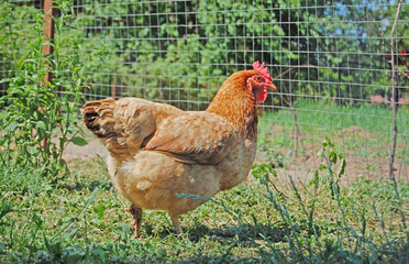 Chicken in garden walking in the backyard