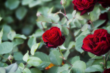 detail of red roses bush