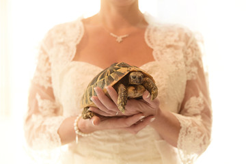 Weddingturtle