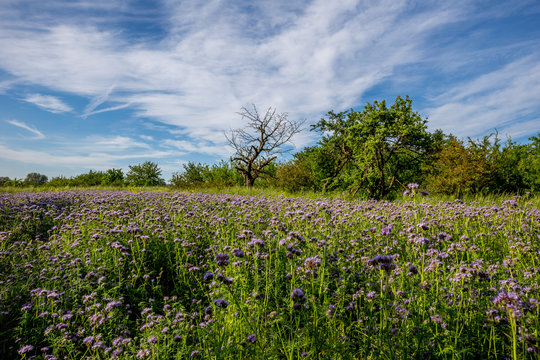 Bl&uuml;hendes Distelfeld in Rheinhessen