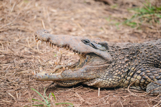 Cuban crocodile in natural wild enviroment