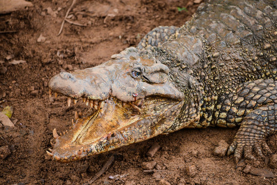 Cuban crocodile in natural wild enviroment