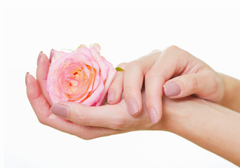 Hands with natural color nails manicure holding delicate pink rose flower