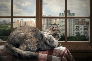 Obraz premium Cat on a balcony, lies on the plaid. Outside, the city, many houses, green trees. Cat high. View, panoramic window with wooden frame
