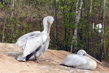Two Pelican (white birds) with long beaks sit near the water and