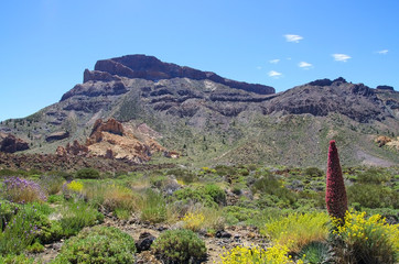 Fototapeta na wymiar View of Ucanca valley at Teide National Park of Tenerife (Spain) with typical flower Tajinaste.