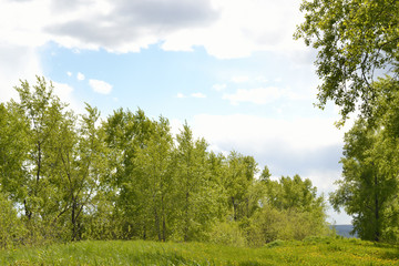 Fototapeta na wymiar Summer landscape with poplar trees. Green grass and poplar. The sun is shining through the clouds.
