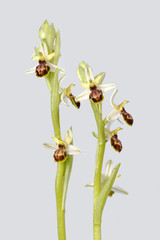 Orquídea ophrys sphegodes. León. España