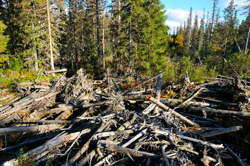 Fulufjället Nationalpark , Naturkatastrophe