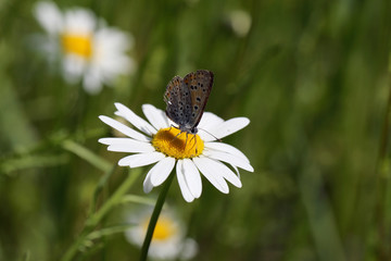 Butterfly on chamomile