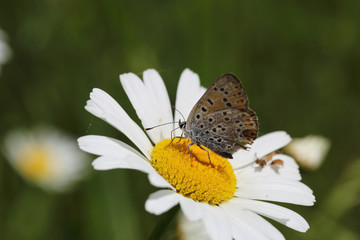 A butterfly sat on a chamomile