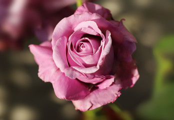 Pink rose