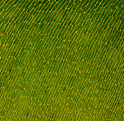 macro shot of abstract leaves for background