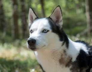 Husky dog in a forest portrait