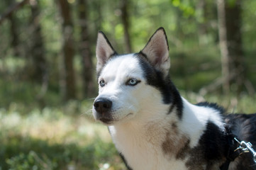 Husky dog in a forest portrait