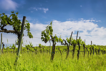 Fototapeta premium Vineyards in Tuscany. Italy