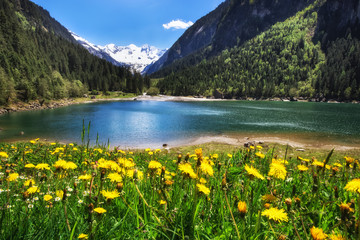 Fototapeta na wymiar Alpine meadow with beautiful dandelion flowers near a lake in the mountains. Stilluptal, Austria, Tyrol.