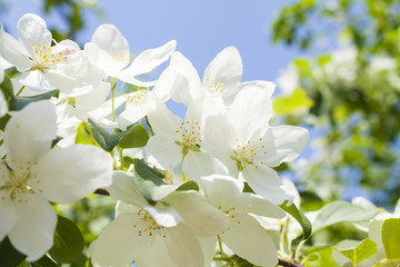 Obraz premium Beautiful spring flowers