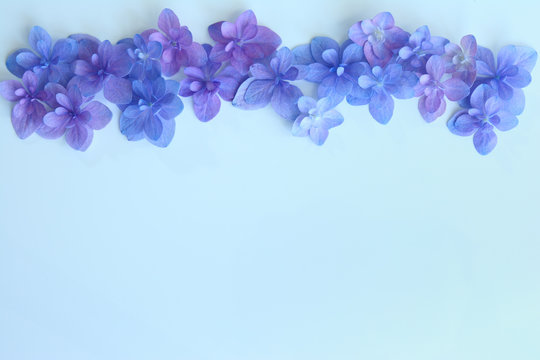 Fototapeta アジサイの花　水色背景  