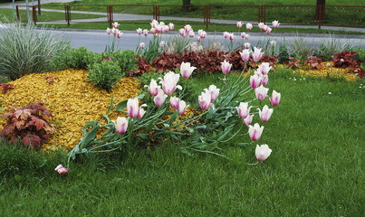 Big pink tulips on the flowerbed, sprinkler with yellow dyed mulch. Ornamental plants for...