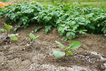 freshly cultivated vegetables and fruits / 採れたての野菜 手づくり オーガニック 健康 ナチュラル 無農薬 産地直送
