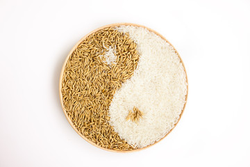 paddy and rice in the plante