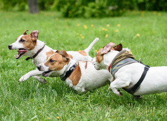 Three dogs playing and racing quickly at summer park